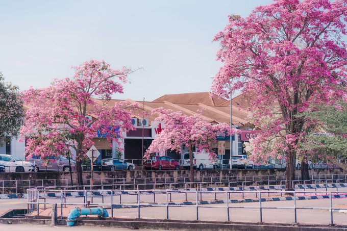 18 Dreamy Spots To Find 'Sakura Trees' In Full Bloom In KL, Penang, Johor, & More! - Klook ...