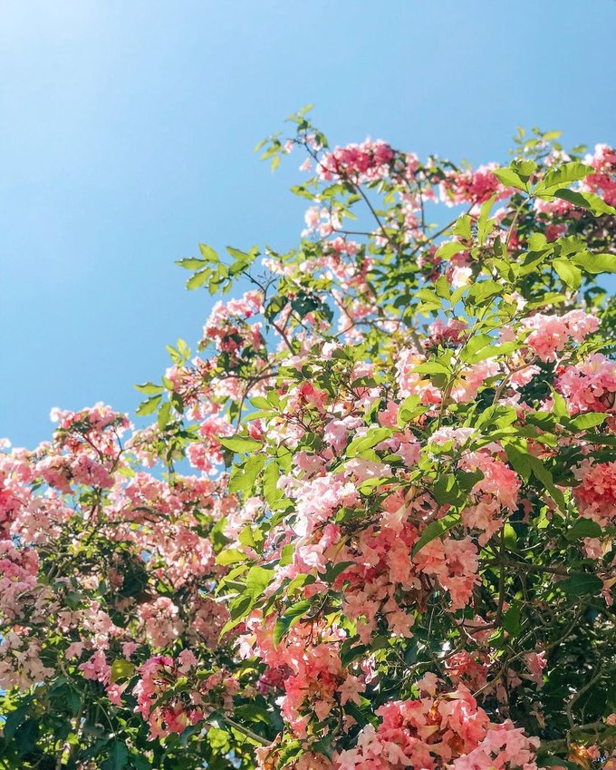 18 Dreamy Spots To Find 'Sakura Trees' In Full Bloom In KL, Penang ...