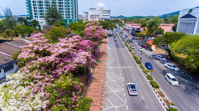 18 Dreamy Spots To Find Sakura Trees In Full Bloom In Kl Penang Johor More Klook Travel Blog