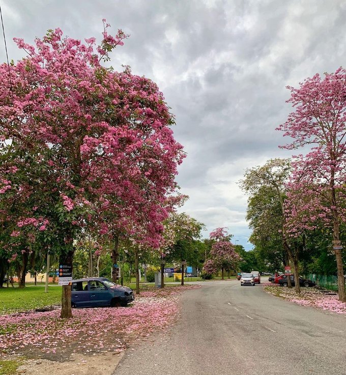 Malaysia Flowering Trees | Best Flower Site