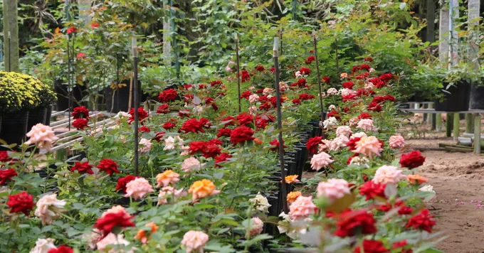 999 Hình ảnh vườn hoa đẹp  Bộ sưu tập hình ảnh vườn hoa đẹp siêu độc  chất lượng 4K