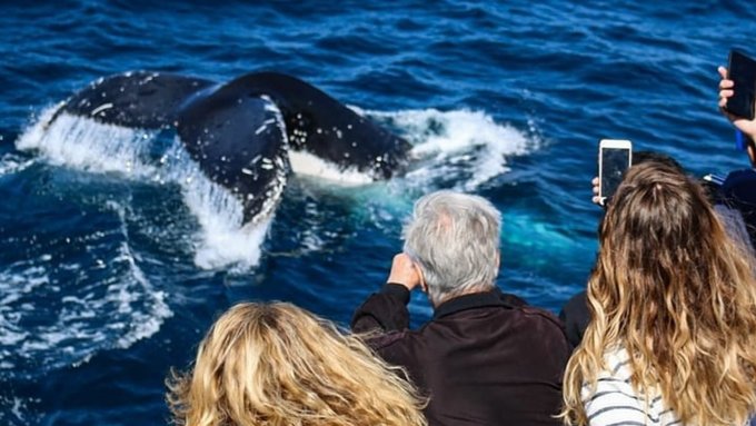 Gold Coast Whale Watching Guide: Best Times To Go & Spots To Visit