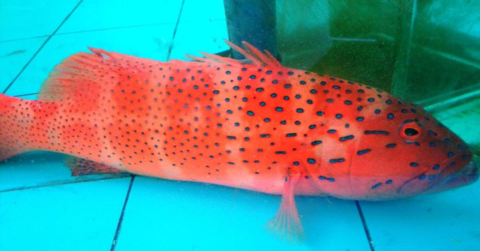 Cá Mú Đỏ Côn Đảo