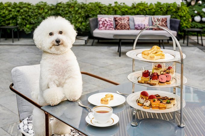 12 Best Pet-Friendly Hotels in Hong Kong for a “Paw-some” Staycation -  Klook Travel Blog