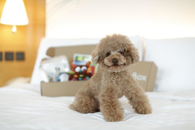 12 Best Pet-Friendly Hotels in Hong Kong for a “Paw-some” Staycation -  Klook Travel Blog