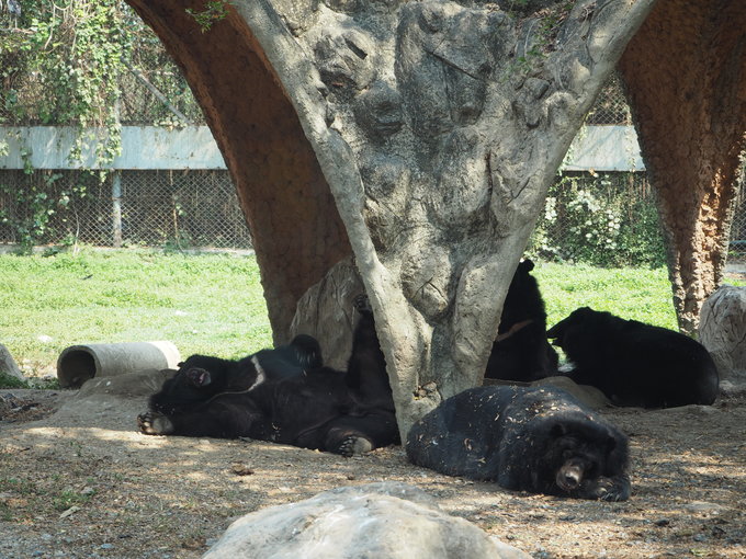 ใหม่ล่าสุดที่ซาฟารีเวิลด์! โซน Camp Kangaroo ไปหาน้องจิงโจ้แบบใกล้ชิด ในบรรยากาศ Camping! - Klook Blog