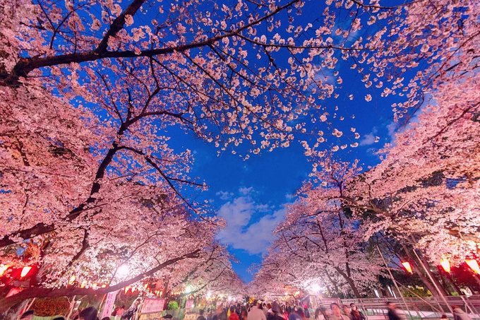 Let's Hanami in Tachikawa!, Japan, Japan Travel