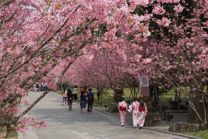 Round Taiwan Round - [ FACV ] Cherry blossoms attract hundreds of thousands  tourists come to FACV (Formosa Cultural Aboriginal Village 九族文化村) in Nantou  County from February to March. Walking through pink