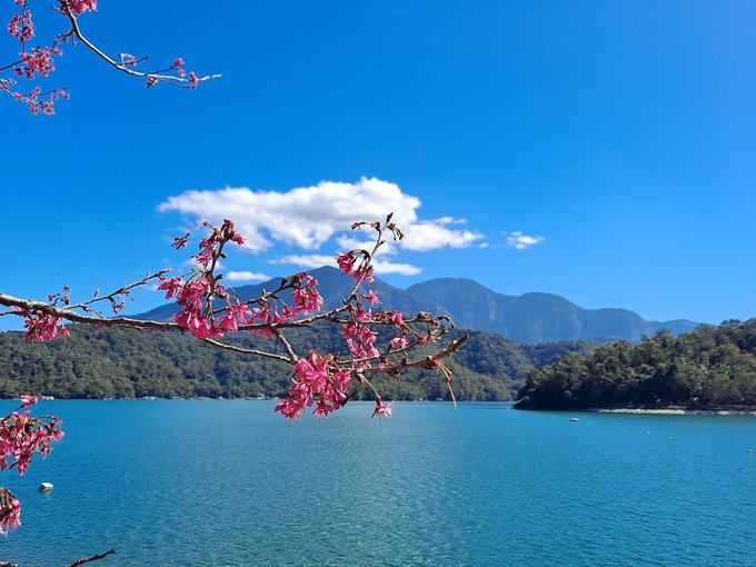 Round Taiwan Round - [ FACV ] Cherry blossoms attract hundreds of thousands  tourists come to FACV (Formosa Cultural Aboriginal Village 九族文化村) in Nantou  County from February to March. Walking through pink