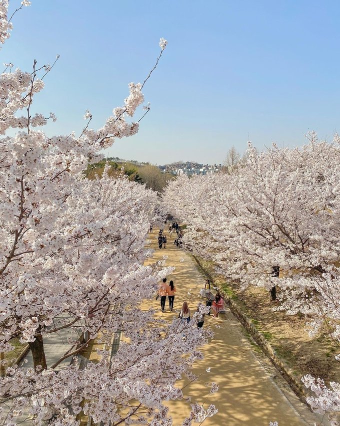 Cherry blossoms in Jeju City - where can you find them? •