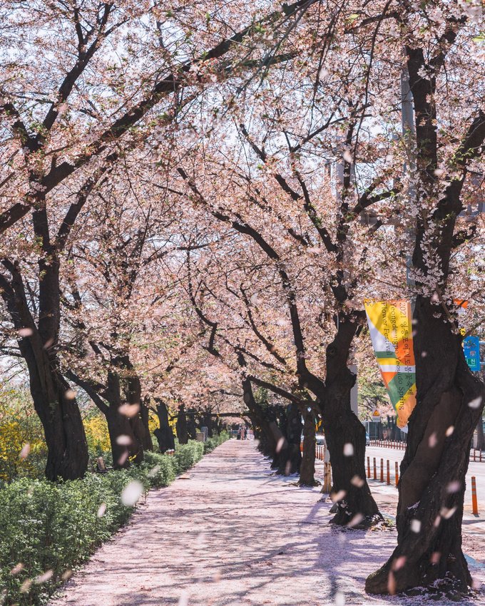 Cherry blossoms in Jeju City - where can you find them? •