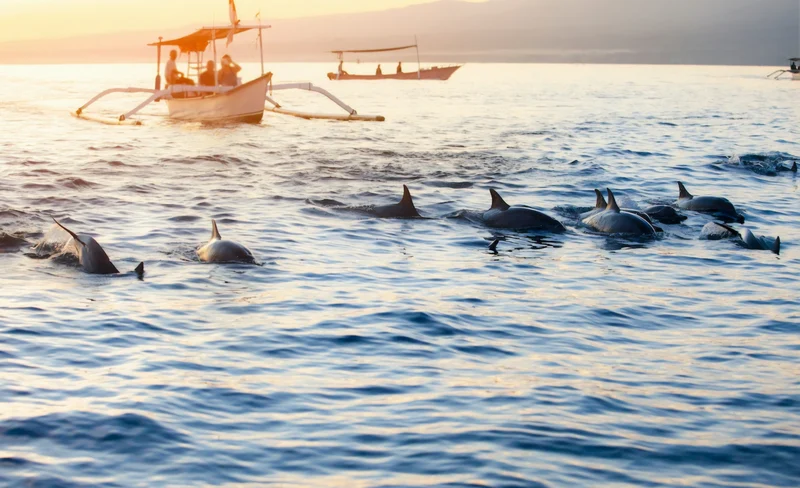 Lovina Dolphin Watching and Snorkeling Tour in Bali