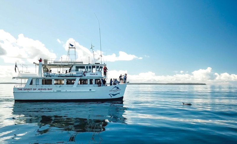 Dolphin Watch Cruise Experience in Jervis Bay