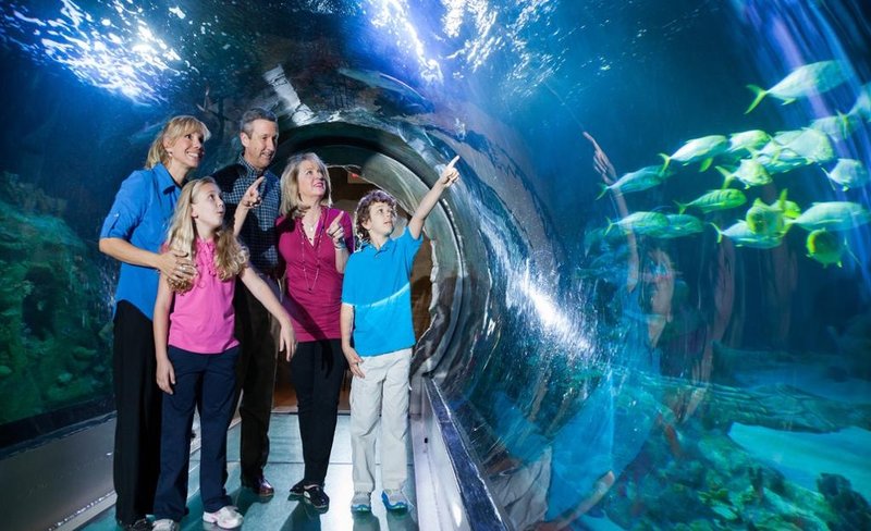 SEA LIFE Aquarium Ticket in Orlando