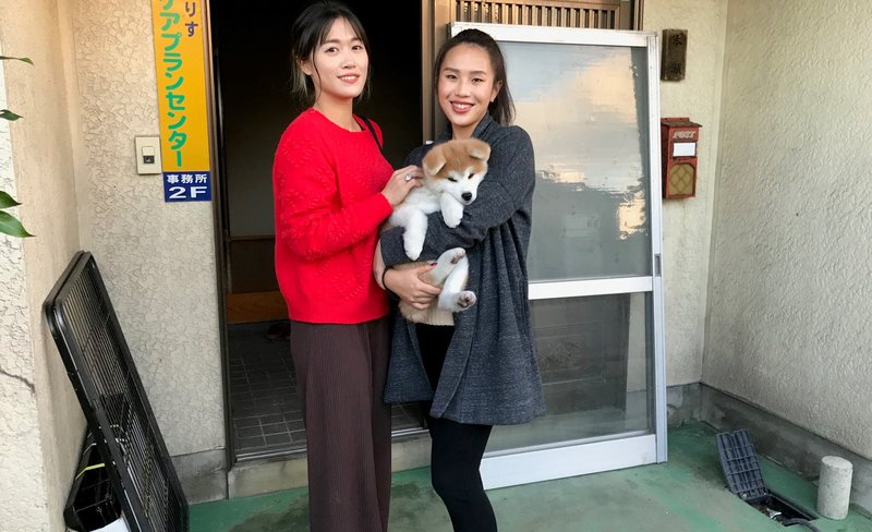 Interaction with Akita-inu Dogs in Akita