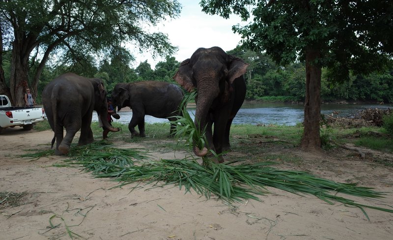 Kanchanaburi Elephant World Private Tour From Bangkok