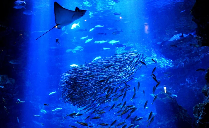 Kyoto Aquarium Admission Ticket