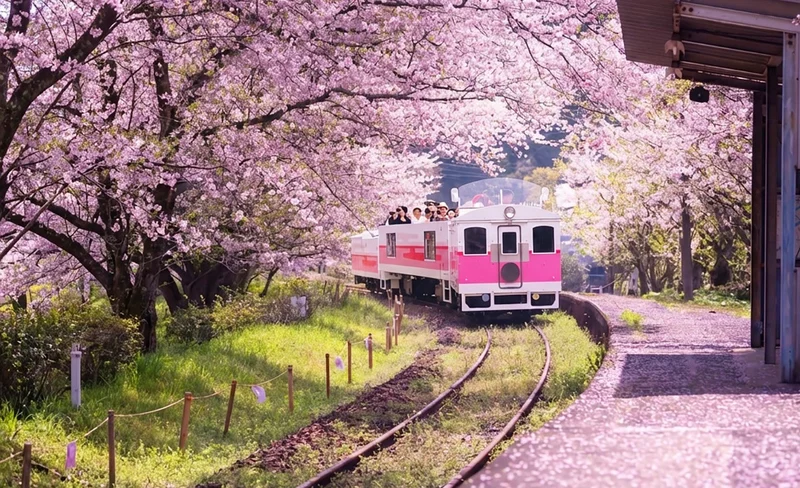Kyushu Miyazaki | Takachiho Gorge, Takachiho Small Train, Forest Secret Cafe, Amano Iwato Day Trip | Optional Takachiho Boat Tour (Departing from Fukuoka)