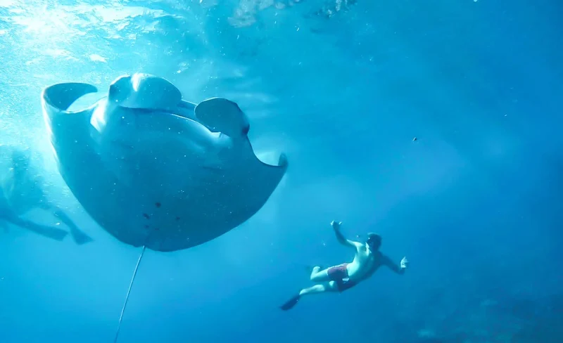 Nusa Lembongan and Manta Bay Snorkeling Experience