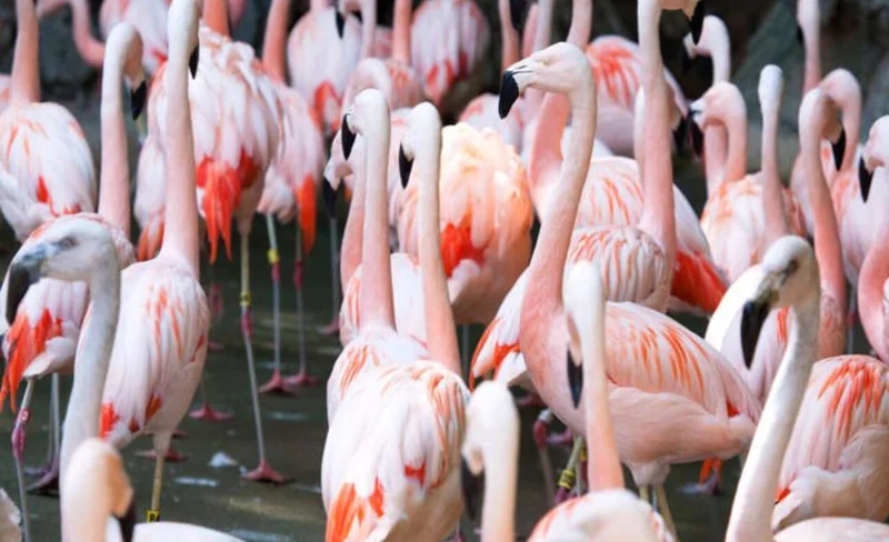 Zoo Atlanta Admission in Georgia
