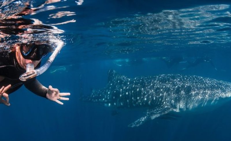 Deluxe Whale Shark Swim in Exmouth