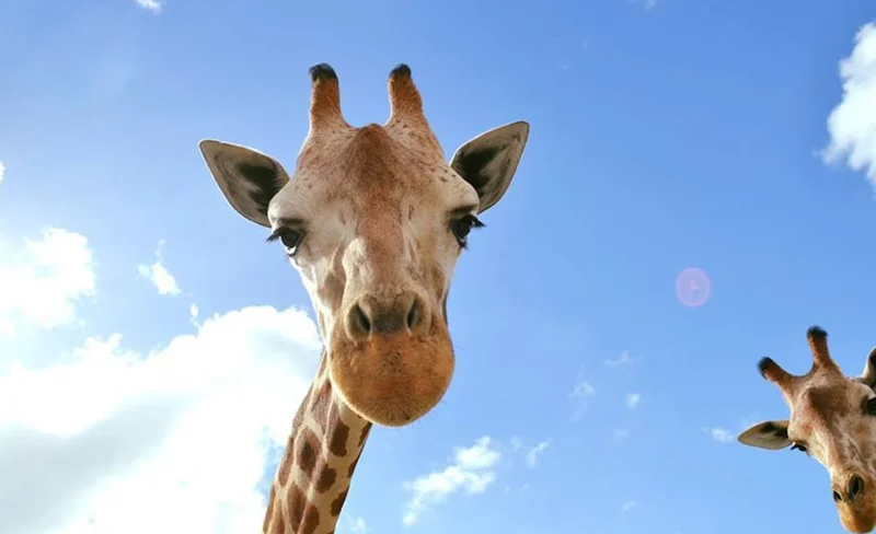 Lion Country Safari - Drive Through Safari + Adventure Park