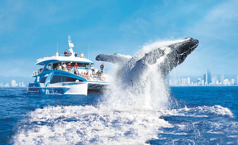 Sea World Whale Watching Cruise