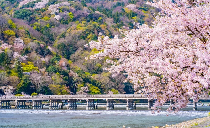 Kyoto Fushimi Inari Shrine Senbon Torii & Arashiyama Bamboo Forest Togetsukyo Bridge & Nara Park Todai-ji Temple Day Tour [A5 Black Wagyu "Kobe Beef" Upgrade Available (Osaka/Kyoto Departure)]