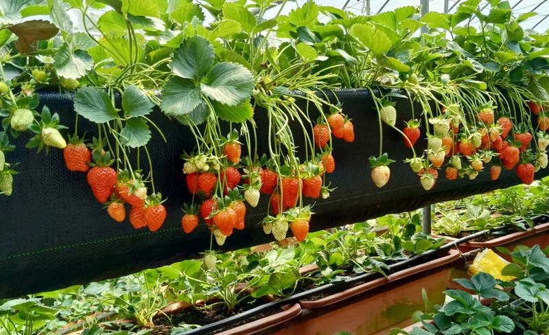 台北：東林草莓農場採草莓＆DIY 體驗