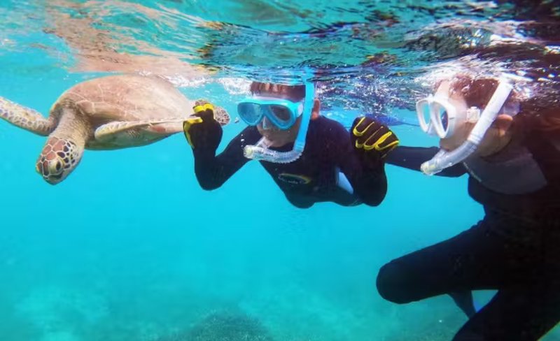 Sea turtle snorkeling private tour (Kagoshima/Amami)