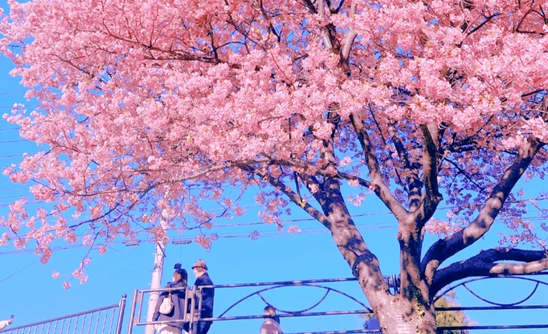 2026 Early Spring Cherry Blossom Limited Edition - Kawazu Cherry Blossom Festival & Strawberry Picking & Shuzenji Onsen Day Trip