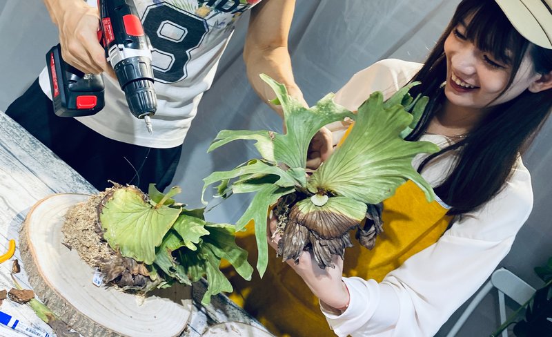 Staghorn Fern Mounting Class in New Taipei