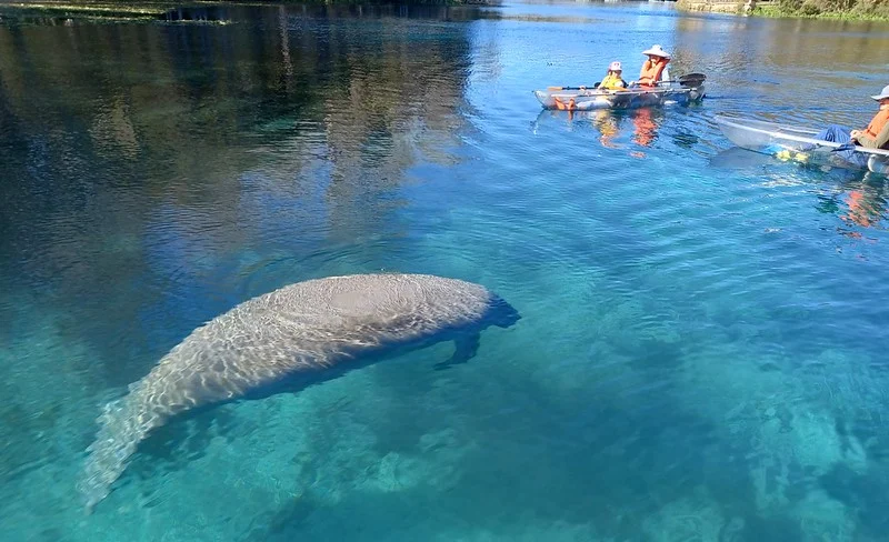 Manatees and Monkeys Clear Kayak or Paddleboard Adventure at S