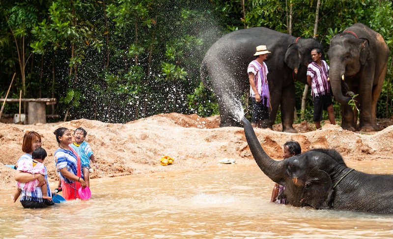 Elephant Family Phuket Sanctuary Half Day Visit