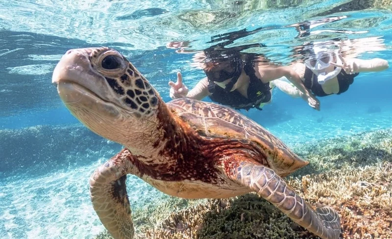 Okinawa: Miyako Island Sea Turtle and Coral Reef Snorkeling Experience