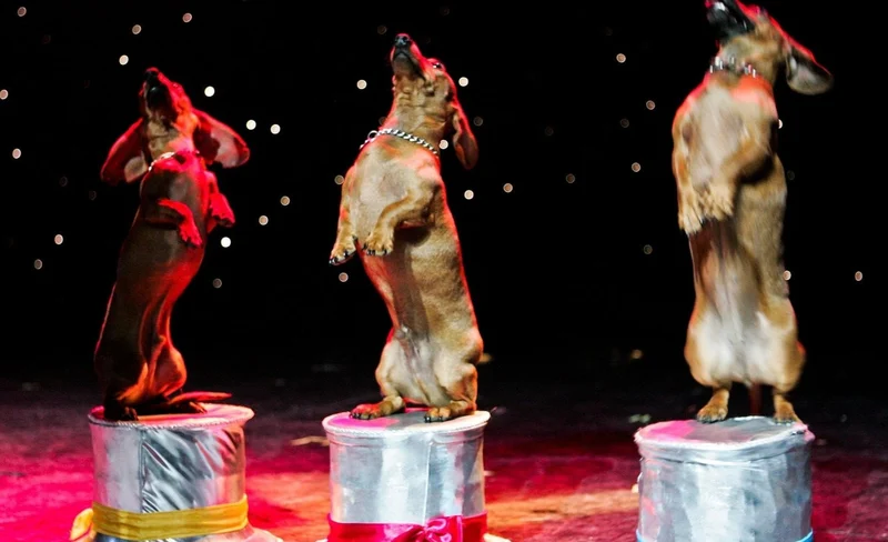 Popovich Comedy Pet Theater at Planet Hollywood Las Vegas