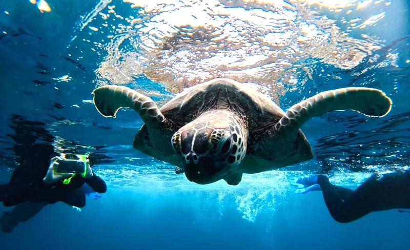 [Ishigaki Island/Half-Day] Blue Cave Exploration & Snorkeling (Okinawa)