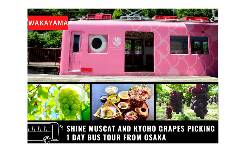 Grapes Picking &  Medetai Densha Train Riding Day Tour from Osaka