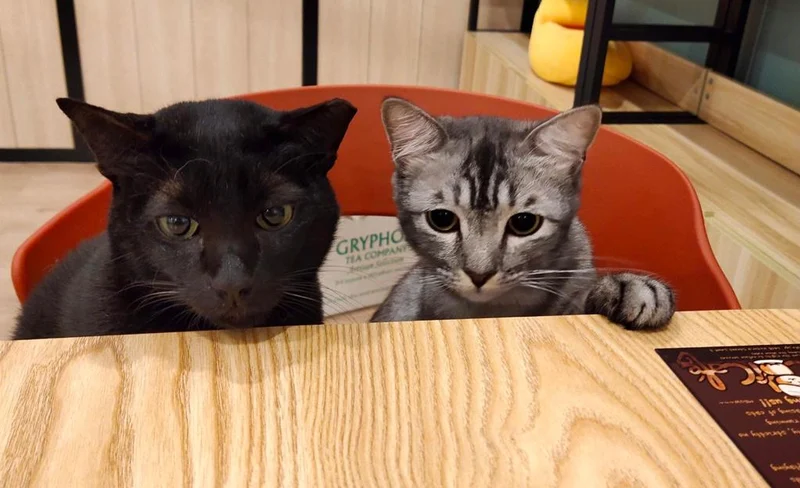 The Cat Cafe in Singapore