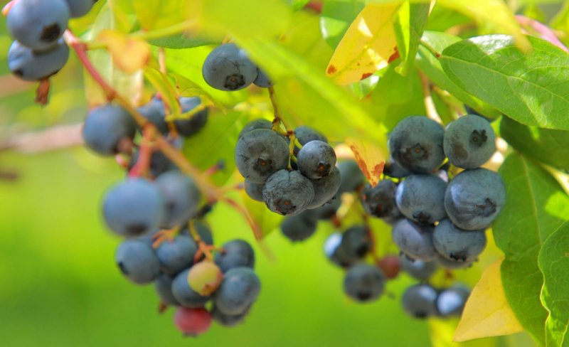 Fruit Picking Private Day Tour from Sapporo with Airport Transfer