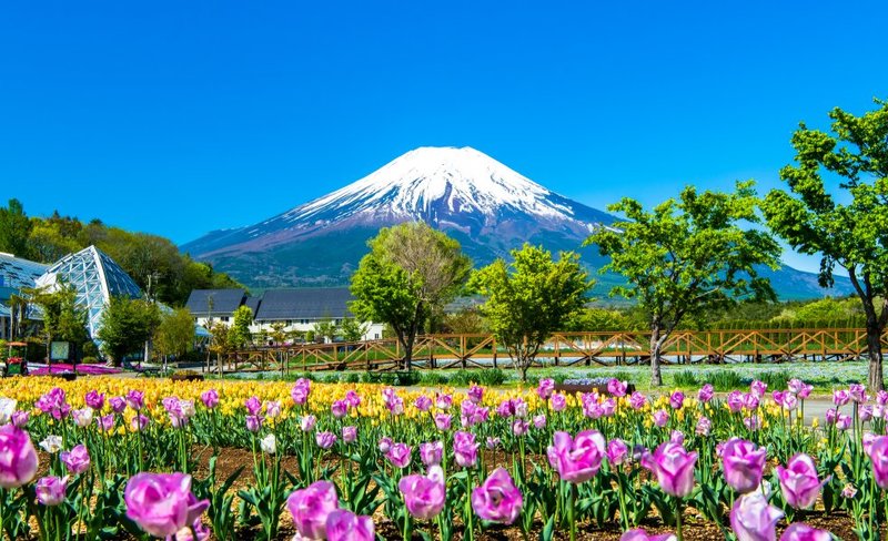 Mt. Fuji Flower Festival Tour with Ropeway Experience from Tokyo