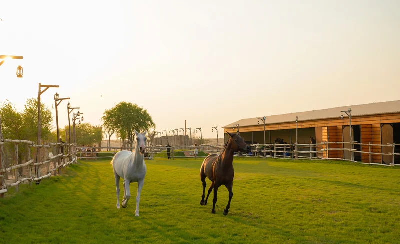 Horse riding experience with snack at Al Marmoom Oasis in Dubai