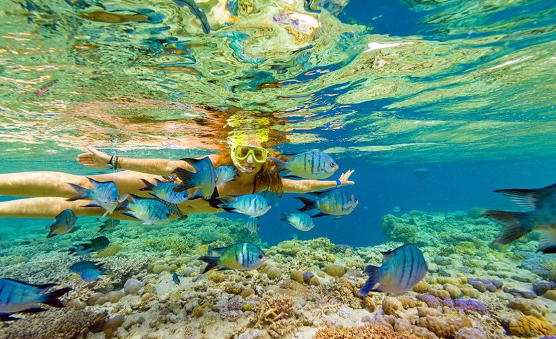 Great Barrier Reef Cruises from Airlie Beach or Hamilton Island