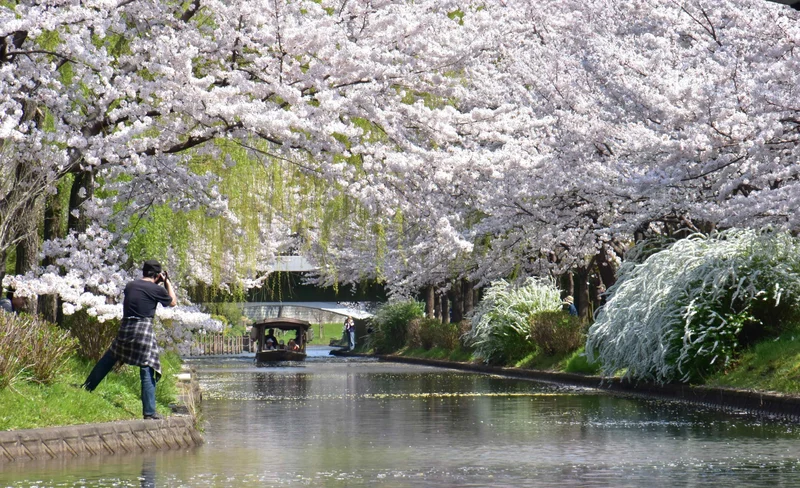 Kyoto Cherry Blossom Day Trip: Fushimi Jikkokubune Boat Ride, Sewaritei Cherry Blossom Tunnel, and Daigo-ji Temple (Departing from Osaka and Kyoto)