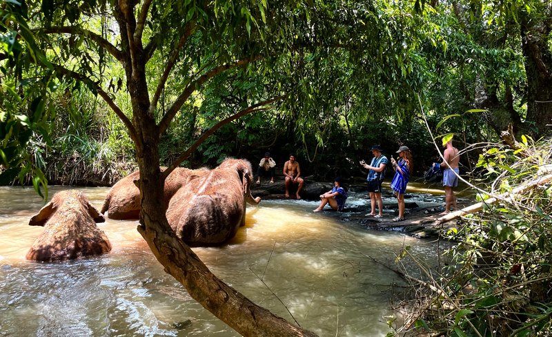 Elephant Sanctuary in Chiang Mai by Elephant Dream Project