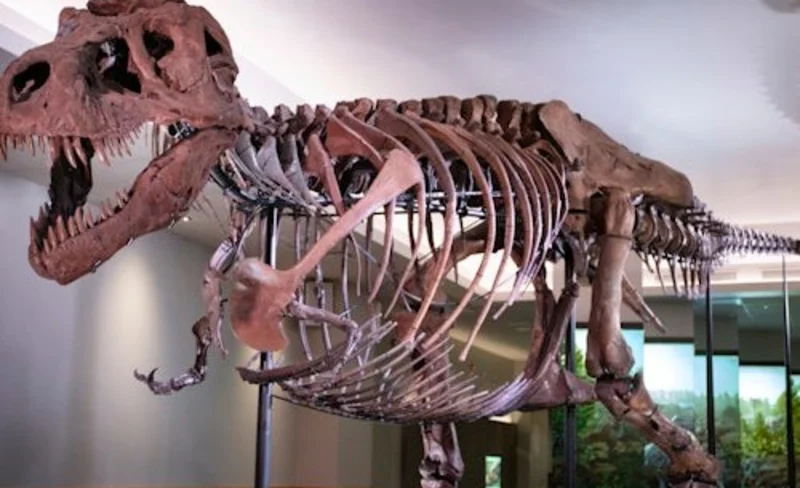 The Field Museum of Natural History Admission in Chicago