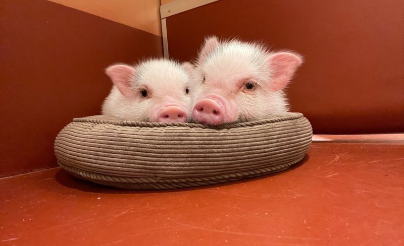Fully Private Room Mini Pig Cafe with Feeding Experience in Tokyo
