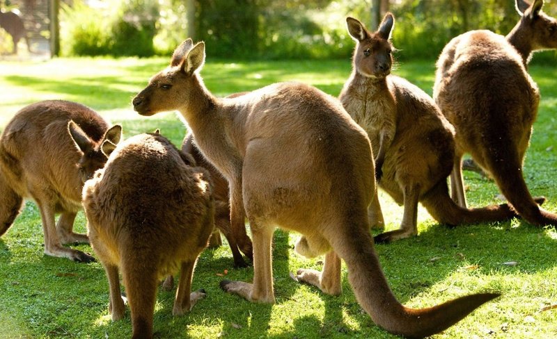 Yarra Valley Safari 8-Hour Tour from Melbourne