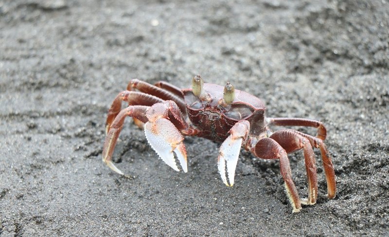 Sand Crab Fishing in Crescent Bay