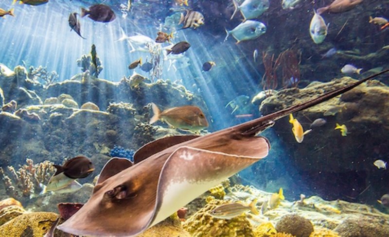 The Florida Aquarium Skip-the-line Admission in Tampa